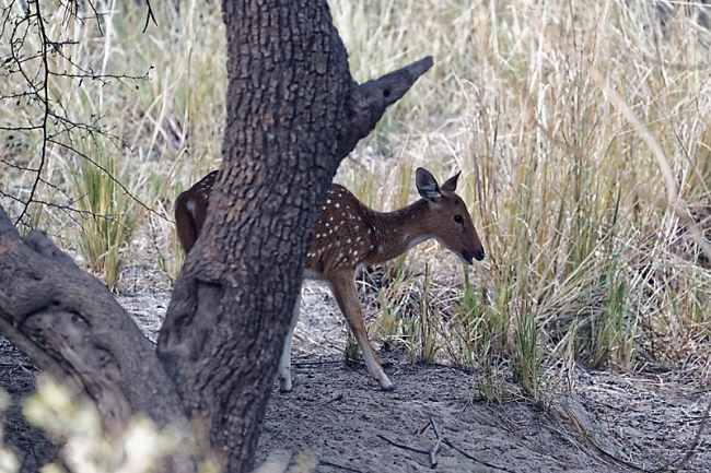 Keoladeo national park-030